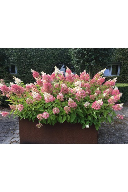 Гортензия метельчатая Канделайт на клумбе в ландшафте